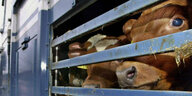 Kühe hinter Gitterstäben eines LKW