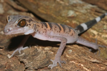 Cat Ba Gecko 2, phot. Dr. Thomas Ziegler.jpg