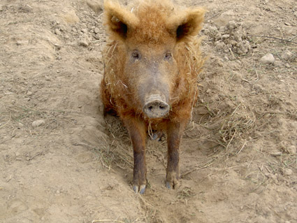 Schwein1.jpg