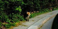 Ein Fuchs am Straßenrand