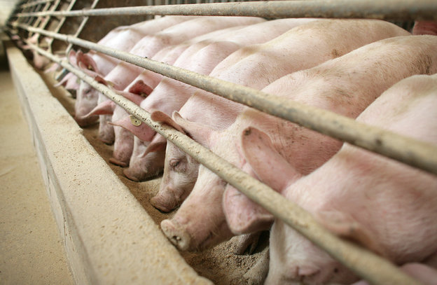 Schweine im Stall Schweine im Stall