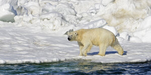 Ein Eisbär steht am Wasser vor Schneehügeln