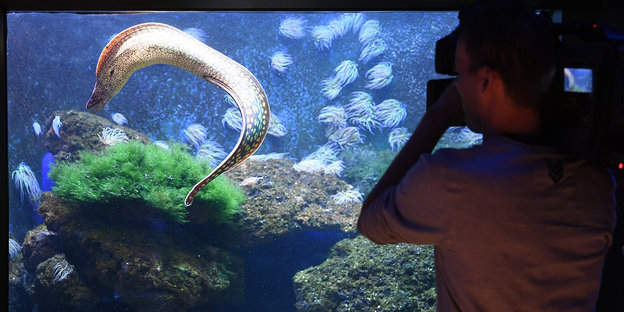 Ein Kameramann filmt Fische in einem Aquarium