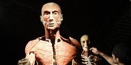 Ein plastinierter Körper des Künstlers Gunther von Hagens auf einer Ausstellung in Brüssel