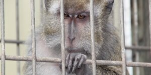 Ein Affe hinter Gittern