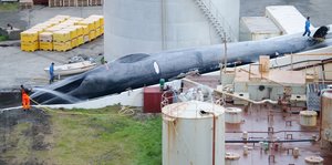Ein Wal liegt in einer Walfangstation