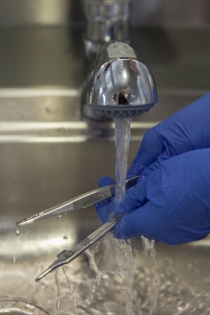Skalpell und Pinzette werden unter einem Wasserstrahl gereinigt Skalpell und Pinzette werden unter einem Wasserstrahl gereinigt