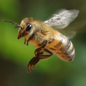 Eine Honigbiene im Flug