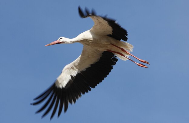 Ein Storch beim Fliegen vor strahlend blauem Himmel