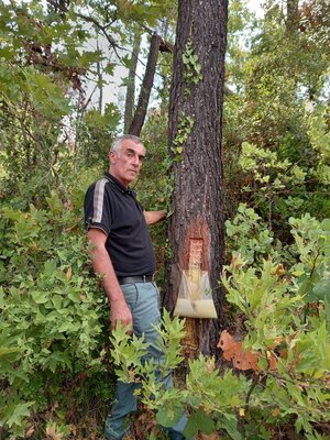 Ein Mann sammelt Harz in einer Plastiktüte aus einem Baum