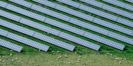 Solarpanelen dehnen sich in diagonalen Streifen auf einer grünen Wiese aus. Zwischen und im Schatten der Module tummeln sich Schafe.