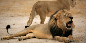 Der Löwe Cecil liegt auf dem Boden