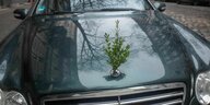Ein Auto mit einem Stück Pflanze auf der Haube