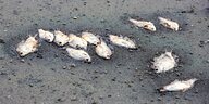 Tote Fische auf dem Boden eines ausgetrockneten Teichs