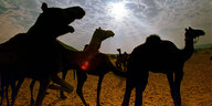 Kamele auf Kamelmarkt