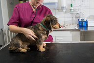 Ein kleiner Dackel sitzt auf einem OP-Tisch in einer Tieraztpraxis. Dabei wird er von einer Ärztin festgehalten und untersucht.