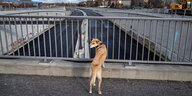Ein Hund steht auf einer Autobahnbrücke