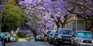 Eine Straße mit parkenden Autos und blühenden Bäumen