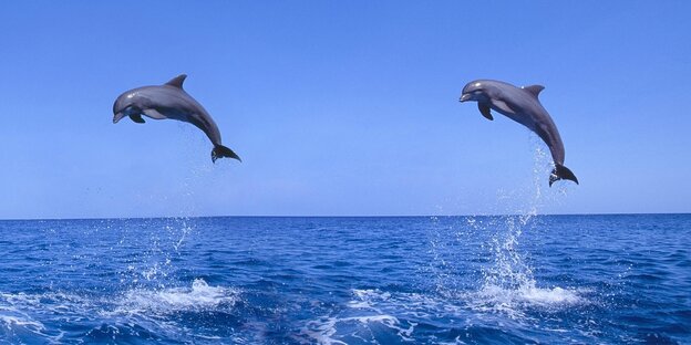 Zwei Delfine springen aus dem Wasser