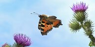 Ein Schmetterling fliegt zwischen zwei Distelblüten