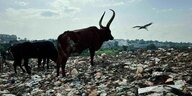 Zwei Kühe stehen in der ugandischen Hauptstadt Kampala auf einem Müllberg und suchen nach Futter.