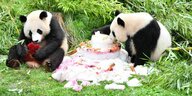 Die beiden Pandas sitzen auf einer Wiese und fressen einen Geburtstagskuchen
