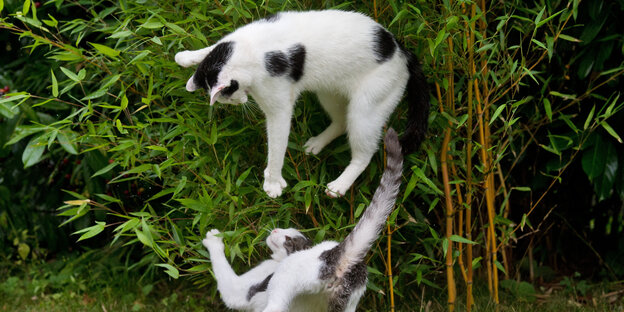 Zwei schwarz-weiße Katzen balgen sich