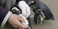 Ölverschmierte Pinguine werden gereinigt