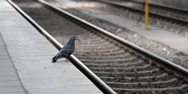 Eine Taube an einer Bahnsteigkante.