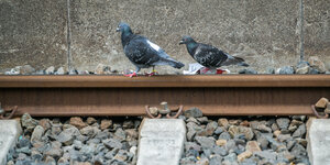 Tauben auf einem Bahngleis.