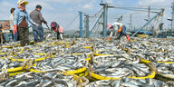Fischer arbeiten im Fischereihafen von Xiangzhi in der südostchinesischen Provinz Fujian mit frisch gefangenem Fisch.
