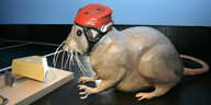 Das Bild zeigt eine Mäusefigur, die einen Helm trägt, vor einer Mausefalle.
