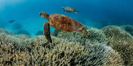 Schildkröte in blauem Wasser vor weißgrauen Korallen