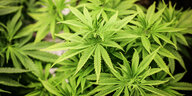 Cannabispflanzen in einem Aufzuchtszelt