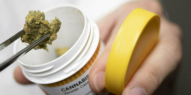 Eine Zange, die aus einer Plastikdose heraus Cannabisblüten zur medizinischen Behandlung greift.