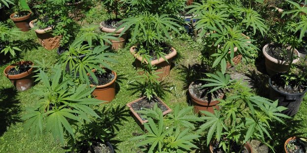 Das Bild zeigt Cannabispflanzen