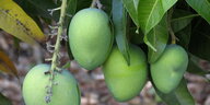 Grüne Mangofrüchte hängen an einem Baum