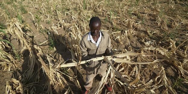 In Simbabwes südwestlichem Mangwe-Bezirk inspiziert ein Bauer sein verdorrtes Maisfeld