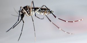 Die Aedes-Aegypti-Mücke.