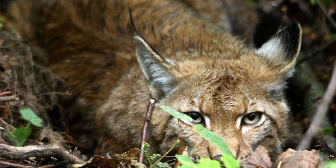 Wildtiere In Deutschland: Der Jäger Mit Den Pinselohren - Taz.de