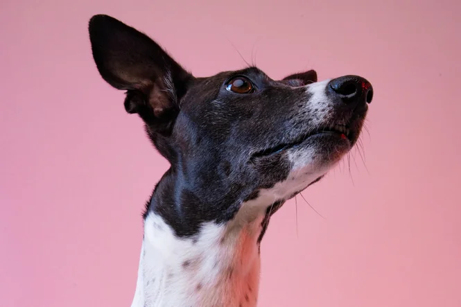 Ein schwarz-weiß gescheckter Hund blickt mit aufgestellten Ohren aufmerksam in die Höhe vor einem hellrosa Hintergrund.