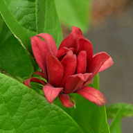 Calycanthus 