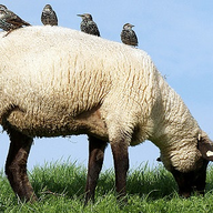 starsheep 