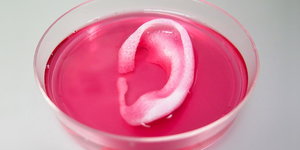 ein Ohr liegt in einer Schale mit rosafarbener Flüssigkeit