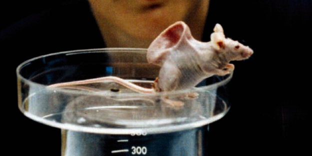 eine Maus ohne Fell mit einem menschlichen Ohr auf dem Rücken