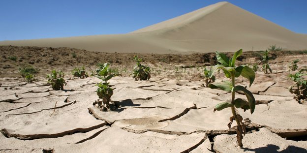 Nur wenige Pflanzen wachsen auf dem ausgetrockneten Boden der Wüste in der Nähe der chinesischen Oasenstadt Dunhuang