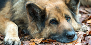 Ein Schäferhund ruht sich aus