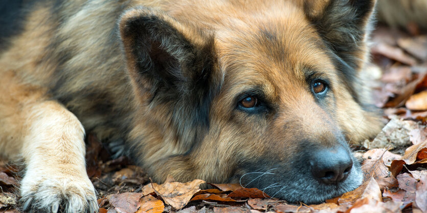 Ein Schäferhund ruht sich aus