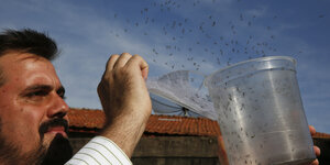 Ein Mann öffnet einen Behälter mit genmanipulierten Mücken.
