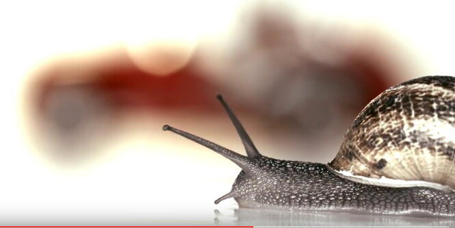 Eine Schnecke, dahinter verschwommen ein rotes Auto